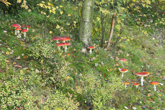 Pilz im herbstlichen Wald