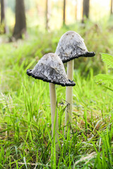Pilz im herbstlichen Wald
