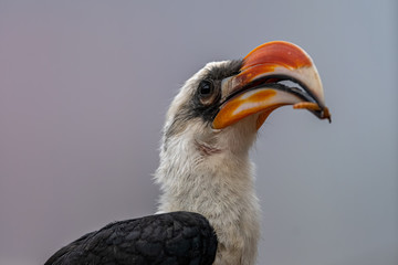 Von Der Deckens Hornbill Feeding