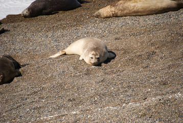 Sea lion on the beach in Puerto Madryn