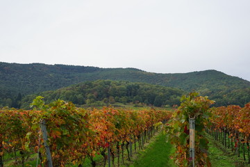 Fototapeta na wymiar Herbstliche Weinreben unter dem Pfälzerwald