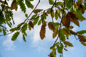 Autumnal colour sweet chestnut leaves on a tree in October
