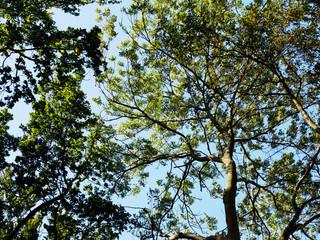 Blick von unten in grüne Baumkrone