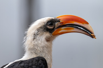 Von Der Deckens Hornbill Feeding