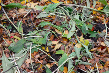 Leaves being layered on a garden bed in Autimn for compost
