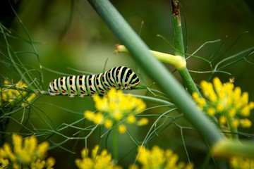 A portrait of the caterpillar of a koninginnenpage butterfly on a green blade of grass between some yellow flowers.