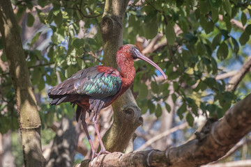 Glossy ibis, Plegadis falcinellus is on the branch between green leaves. Nature landscape. Bird watching