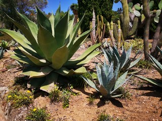 cactus in desert
