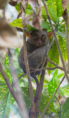 Торсиеры. Филиппины