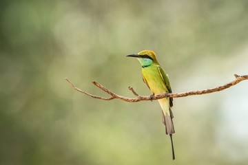 Obraz premium The blue-tailed bee-eater (Merops philippinus) perching on branch, colorful bird on clear background, Yala National Park, Sri Lanka, exotic birdwatching in Asia,bird in natural environment