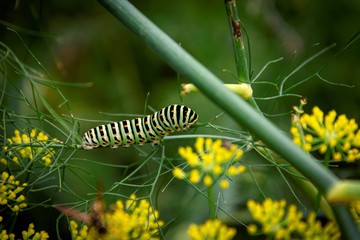 A portrait of a long big caterpillar on a green blade of grass between some yellow flowers. When it grows up it will be a koninginnenpage butterfly.