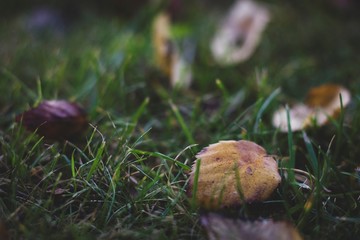 A portrait of some autumn colored brown and yellow leaves lying in the grass during fall on a dark and rainy day.