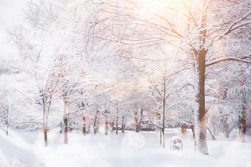 Obraz na płótnie Canvas Winter landscape. Forest under the snow. Winter in the park.