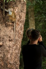 Toque macaque (Macaca sinica) monkeys are a group of Old World monkeys native to the Indian subcontinent, Photographer taking photo of monkey sitting on tree,  Wilpattu National Park, Sri Lanka