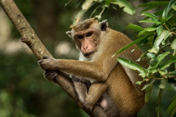 Toque macaque (Macaca sinica) monkeys are a group of Old World monkeys native to the Indian subcontinent, monkey sitting on tree,  Wilpattu National Park, Sri Lanka, exotic adventure in Asia