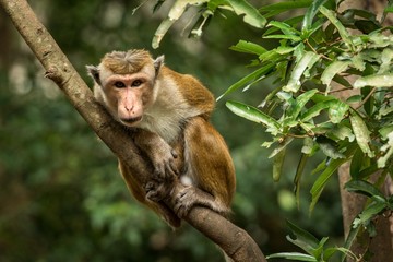 Toque macaque (Macaca sinica) monkeys are a group of Old World monkeys native to the Indian subcontinent, monkey sitting on tree,  Wilpattu National Park, Sri Lanka, exotic adventure in Asia