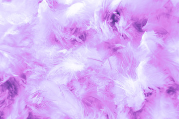 Fototapeta premium Beautiful abstract pink and purple feathers on darkness background and colorful soft white blue feather texture pattern