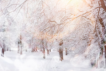 Fototapety  Zimowy krajobraz. Las pod śniegiem. Zima w parku.