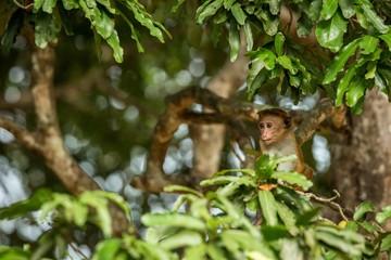 Toque macaque (Macaca sinica) monkeys are a group of Old World monkeys native to the Indian subcontinent, monkey sitting on tree,  Wilpattu National Park, Sri Lanka, exotic adventure in Asia