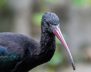 Close Up Portrait Puna Ibis