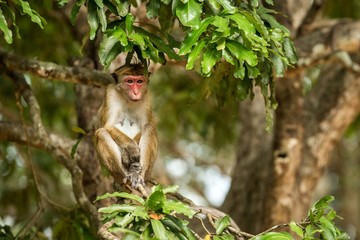 Fototapeta premium Toque macaque (Macaca sinica) monkeys are a group of Old World monkeys native to the Indian subcontinent, monkey sitting on tree, Wilpattu National Park, Sri Lanka, exotic adventure in Asia