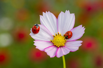 Ladybug and flower on a green background  I