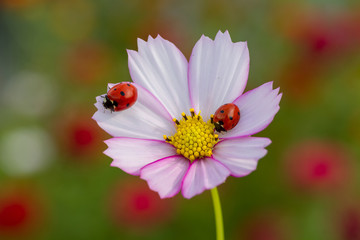 Ladybird on daisy, chamomile isolated on white. Image about summer, spring, flowers and joy.