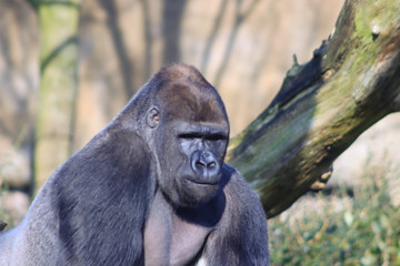 Gorilla in the zoo