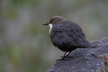 White-Throated Dipper resting a bit before looking for insects