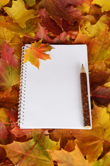 Naklejka na ściany i meble The notebook, pencil and orange yellow and red maple leafs background