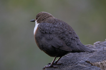 White-Throated Dipper resting a bit