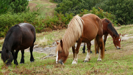 Foal and brown horses grazing in the bush