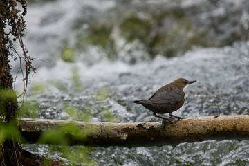 White-Throated Dipper takes a short break 