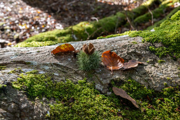 Autumn leaves and lichen resting on a log in woodland