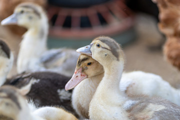 Small ducks graze on the grass. Organic farm. A family of small ducks.