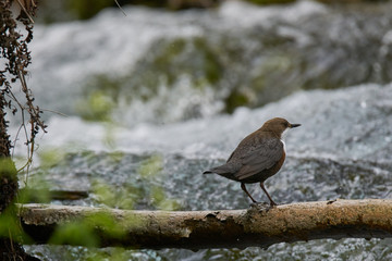 White-Throated Dipper looking for food in the river