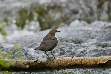 White-Throated Dipper in search of food