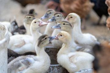 Small ducks graze on the grass. Organic farm. A family of small ducks.