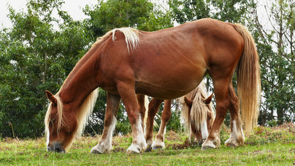 Brown horses grazing in the bush