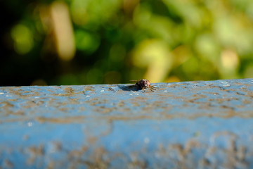 Fliege makro Tagesfliege Insekt Tiermakto in der Sonne auf blauem Brückengeländer schönes Bokeh grün blau