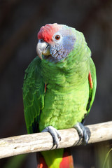 close up of wild colorful red-tailed Amazon parrot