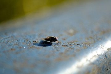 Tagesflieg in Sonne auf blauem Brückengeländer schönes Bokeh