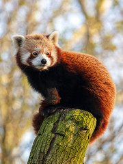 Red panda on tree in nature, close up