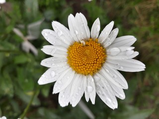 Obraz premium closeup of a daisy