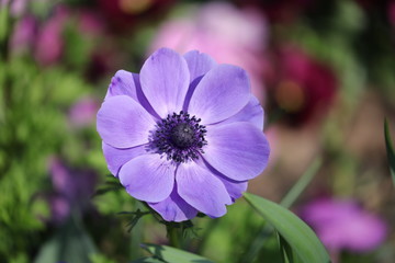 Purple Anemone flower on background, close up