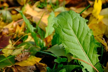 Laubboden Herbstboden