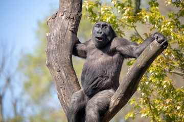 gorilla on tree in nature view