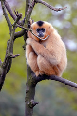 Female Yellow-cheeked gibbon in a tree