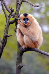 Fototapeta premium Female Yellow-cheeked gibbon in a tree