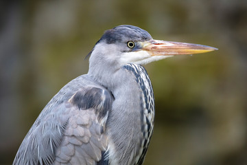 Grey heron bird in natural habitat